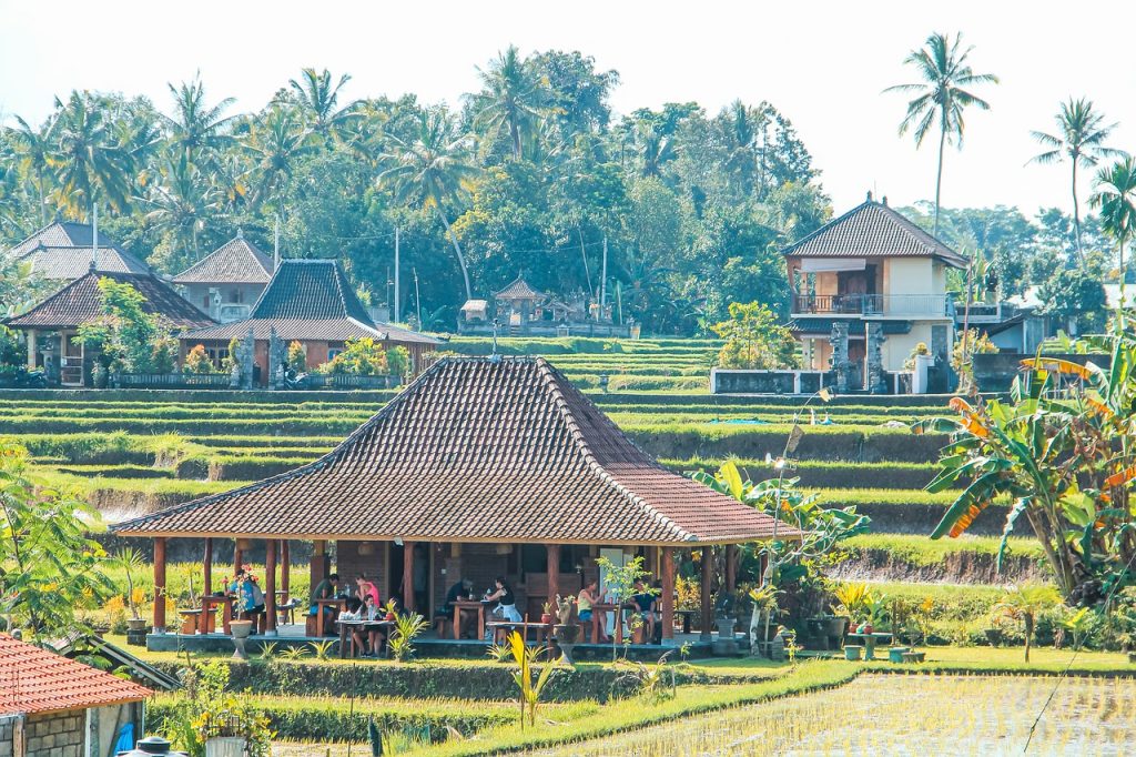 paddy fields on Bali-Indonesia