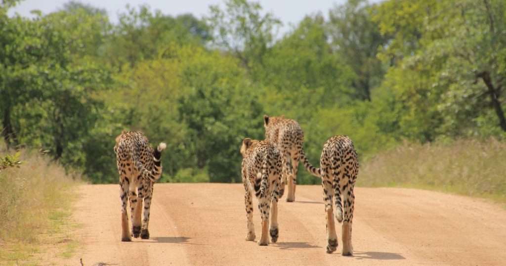 kruger National Park, South Africa- One of The Best Safari Sestinations in Africa 2023