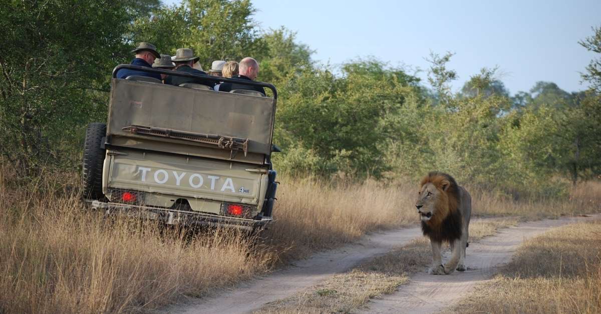 The Best Safari Destinations in Africa 2023