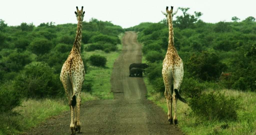 KRUGER NATIONAL PARK IS A MUST-VISIT PLACE. on of the The Best places to Visit in South Africa in 2023.