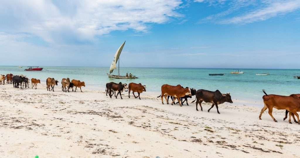 WHEN IS THE BEST TIME TO VISIT ZANZIBAR?