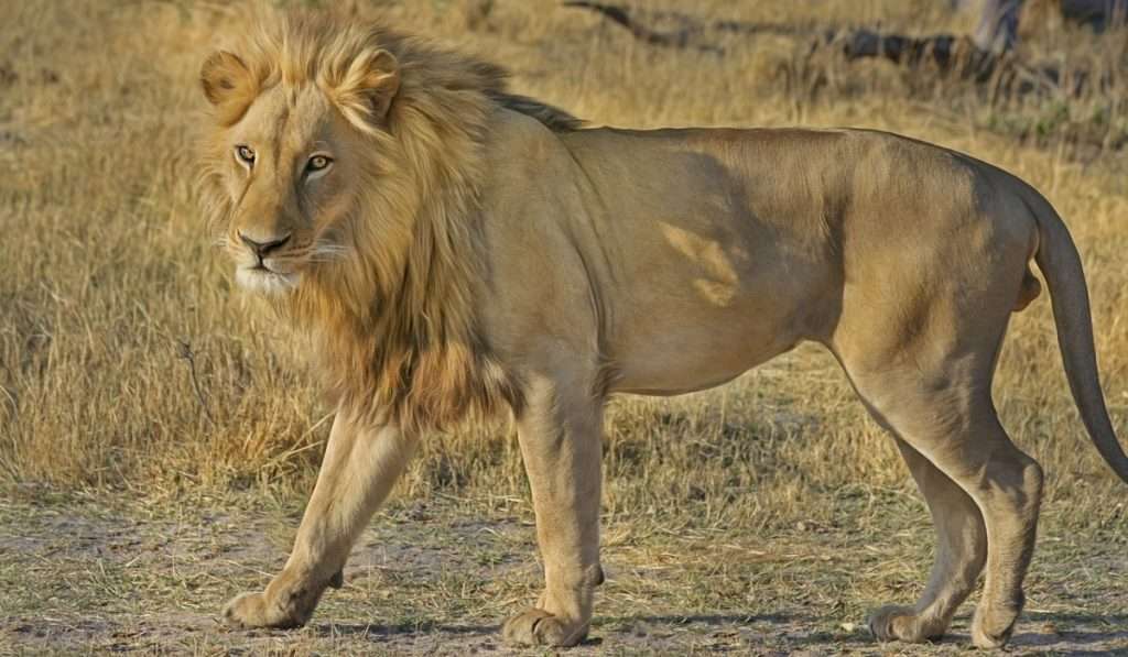 Safari Adventures: Discover the Untouched Beauty of Africa