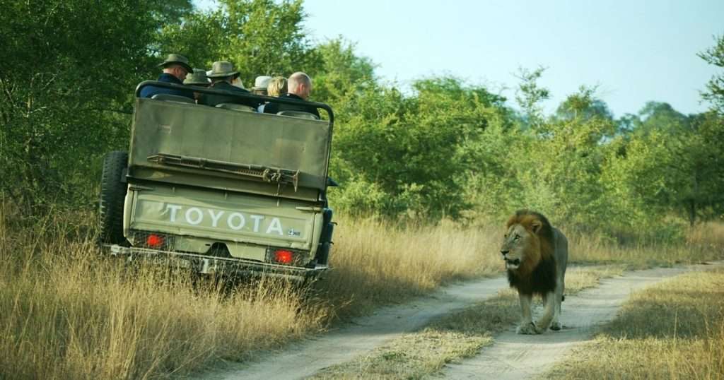 Safari Adventures