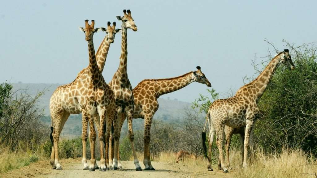 Best Safaris In South Africa (Our Top Picks)