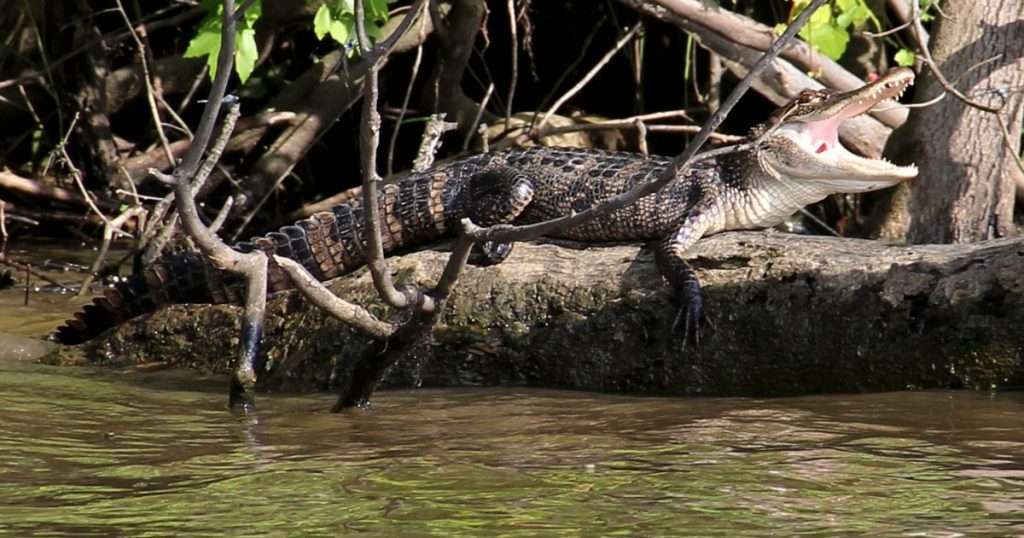 CROCODILE