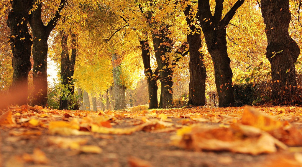 Autumn in Iceland,