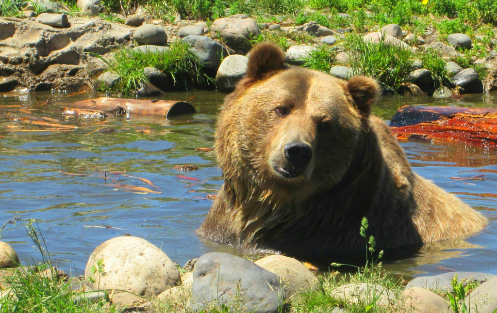 Wildlife Watching