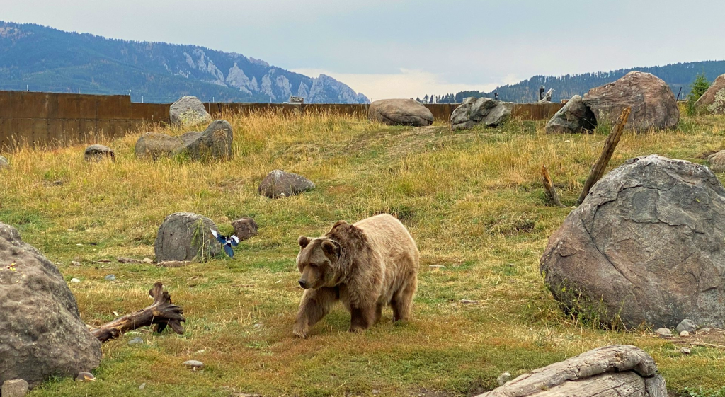 10 Best Things To Do In Bozeman Montana